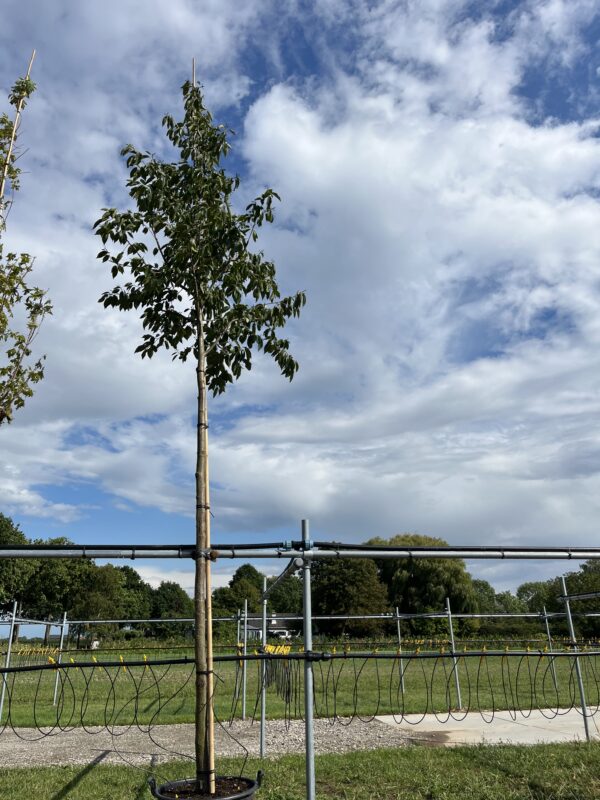 Alnus spaethii ‘Spaeth’
