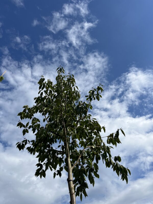 Alnus spaethii ‘Spaeth’ - Afbeelding 2
